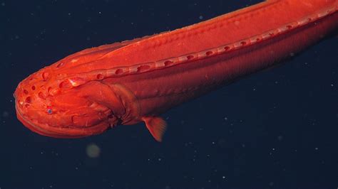 whale fish|Whalefish • MBARI.